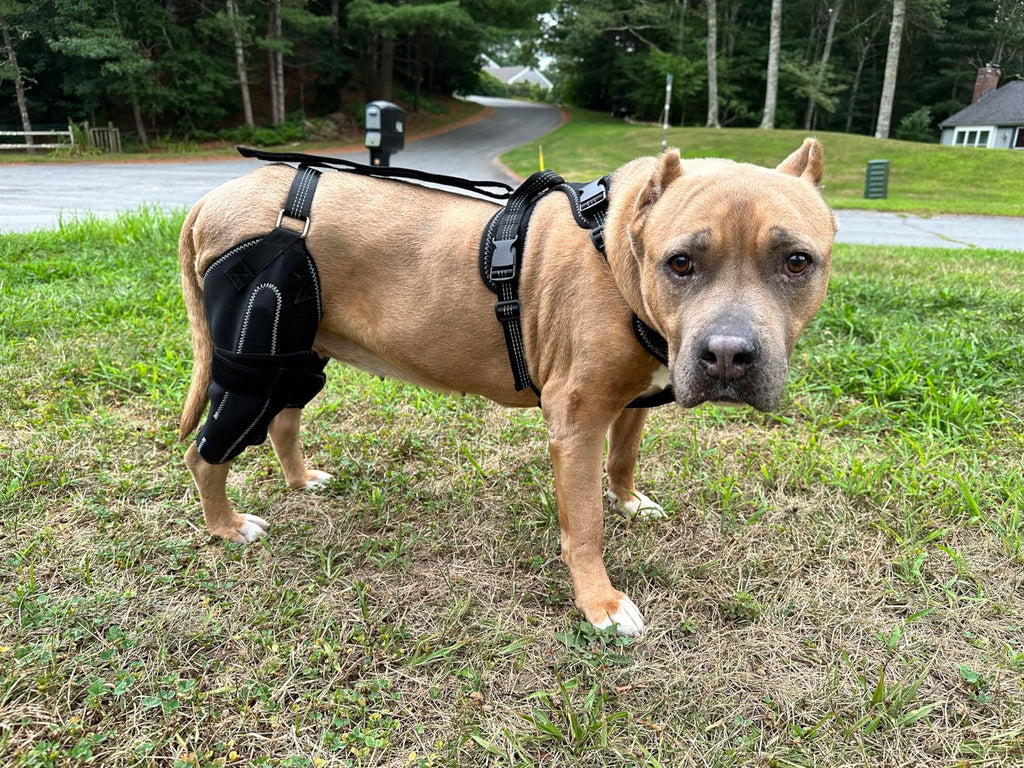 A Success Story with the Lispoo ACL Brace-Helping Our Senior Rescue Dog Find Stability