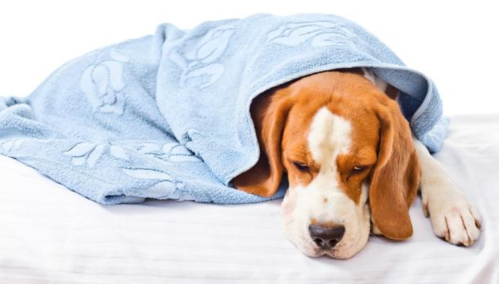 what to do if your dog catches a cold?