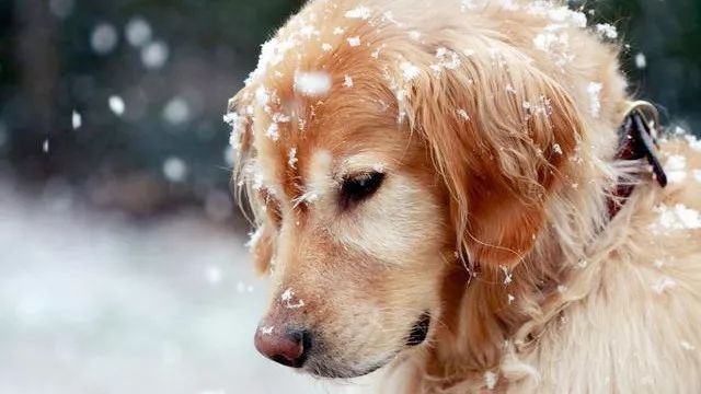 How do I take care of my dog in the winter?