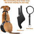 Protecting Your Furry Friend's Joints: The Importance of Canine Joint Health