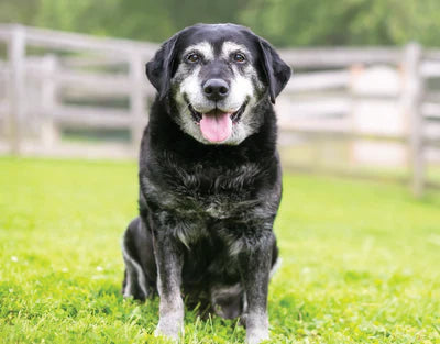 Supporting Senior Dogs with Degenerative Conditions: Tips for Comfort and Care