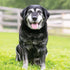 Supporting Senior Dogs with Degenerative Conditions: Tips for Comfort and Care