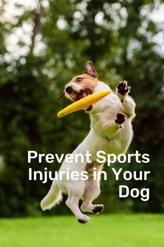 What Training Can Help Avoid Sports Injuries? A Guide to Protecting Your Dog with Supportive Gear