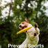 What Training Can Help Avoid Sports Injuries? A Guide to Protecting Your Dog with Supportive Gear