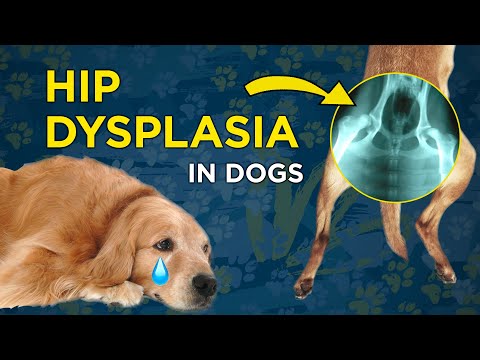 What is congenital hip dysplasia in dogs?