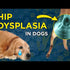 What is congenital hip dysplasia in dogs?