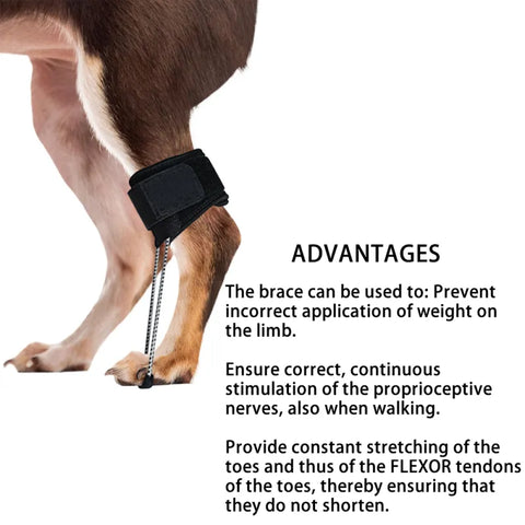 Lispoo Dog NO-Knuckling Training Brace