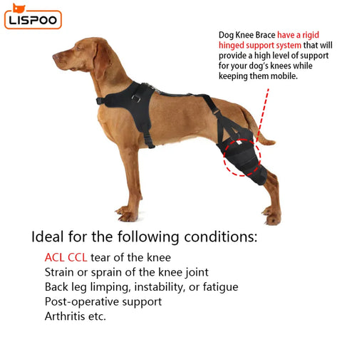 Lispoo Dog Knee Brace for Torn Acl With Double Metal Splint Hinged