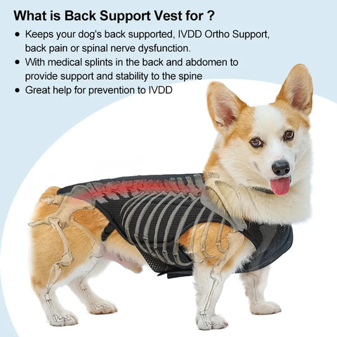 Lispoo Hinged Canine Back Brace For Dog