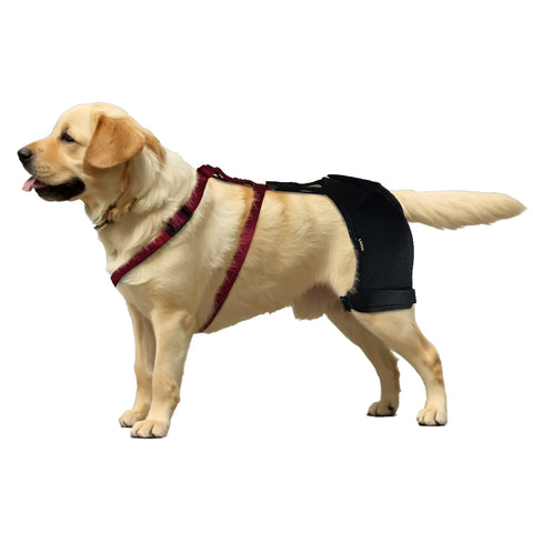 Lispoo Hip Support Brace For Dogs